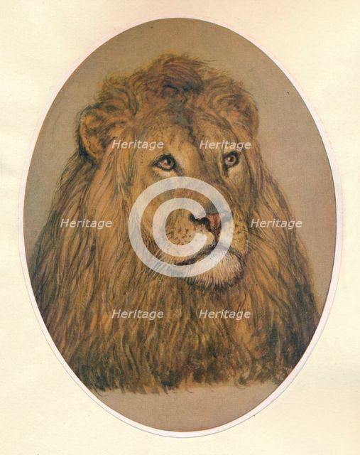 'Lion's Head', c1896. Artist: Frank Paton.