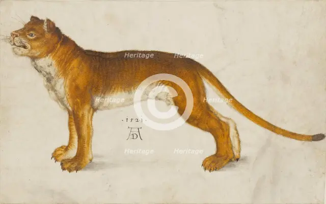 Lioness, 1521. Creator: Dürer, Albrecht (1471-1528).