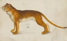 Lioness, 1521. Creator: Dürer, Albrecht (1471-1528)