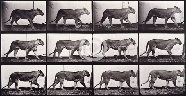 Lioness walking, 1872-1885.  Creator: Eadweard J Muybridge.