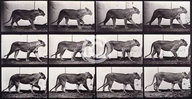 Lioness walking, 1872-1885.  Creator: Eadweard J Muybridge.