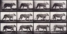 Lioness walking, 1872-1885. Creator: Eadweard J Muybridge
