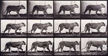 Lioness walking, 1872-1885. Creator: Eadweard J Muybridge