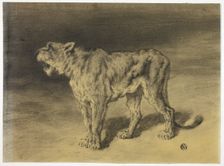 Lioness Roaring, n.d. Creator: Frederik William Zurcher
