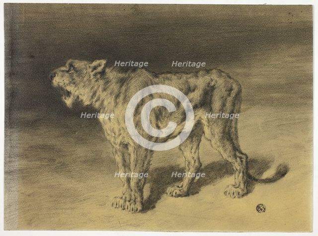 Lioness Roaring, n.d. Creator: Frederik William Zurcher.