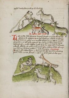 Lions and a Donkey with Other Animals: A Lion in his Den and a Fox..., third quarter of 15th cent. Creator: Unknown