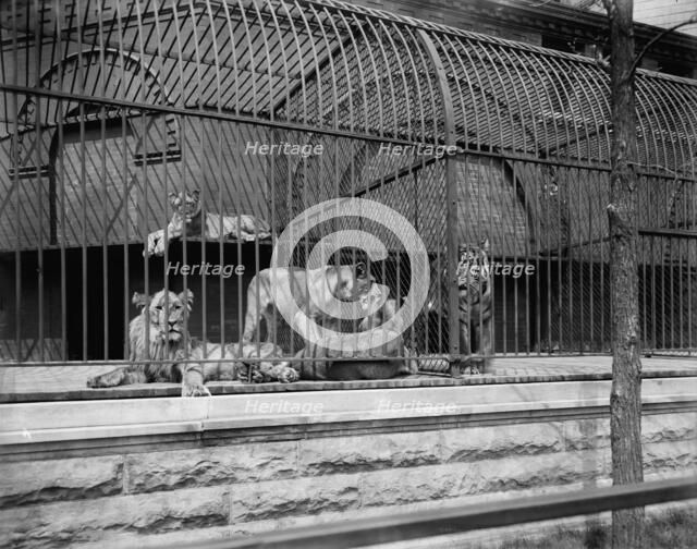 Lions and tigers in Lincoln Park, Chicago, The, c1901. Creator: Unknown.