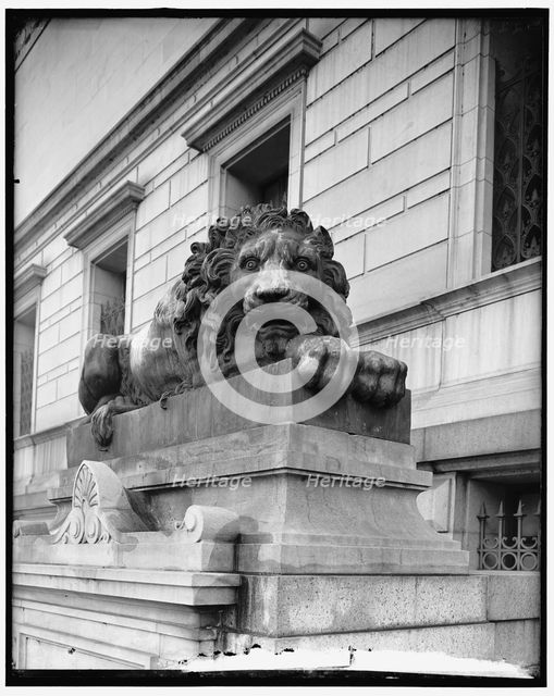 Lions at Corcoran Art Gallery, between 1910 and 1920. Creator: Harris & Ewing.