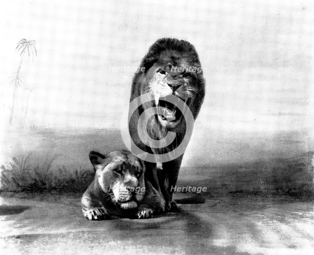 Lions at the "Zoo", 1898. Creator: Charles Knight.