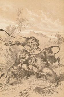 Lions Attacking A Buffalo c1880