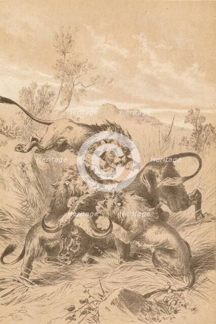 'Lions Attacking A Buffalo', c1880. Artist: Unknown.
