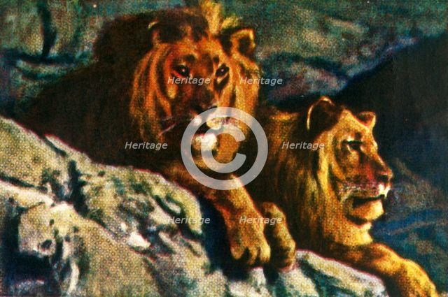 Lions, c1928. Creator: Unknown.