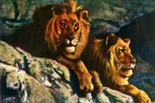 Lions, c1928. Creator: Unknown