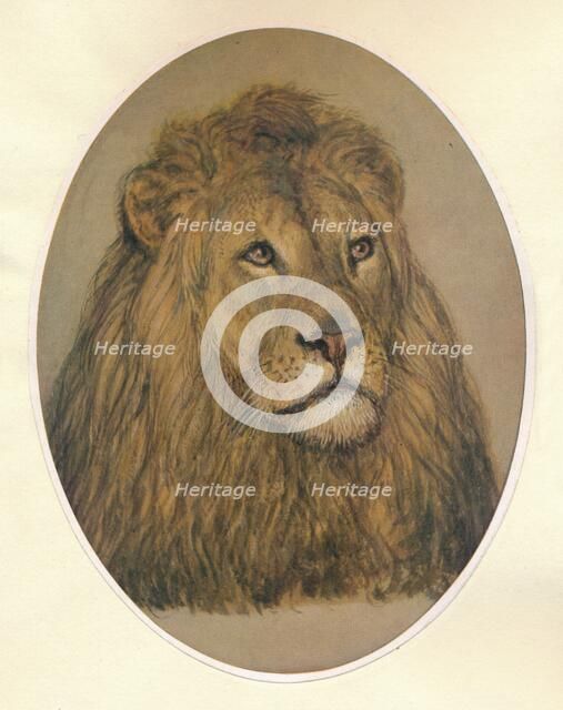 'Lion's Head', c1896. Artist: Frank Paton.