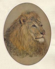 Lion's Head c1896. Artist: Frank Paton