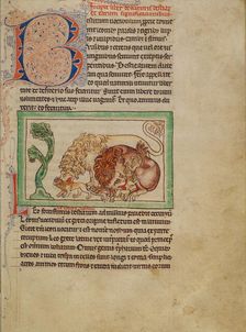 Lions; Northumberland Bestiary, about 1250-1260. Creator: Unknown