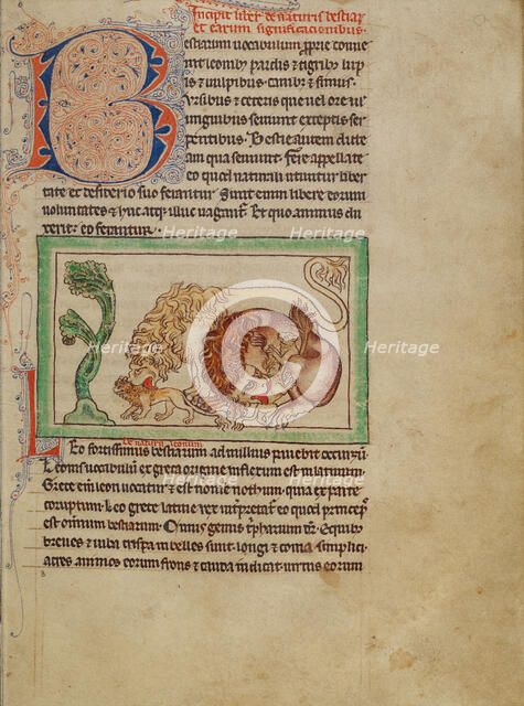 Lions; Northumberland Bestiary, about 1250-1260. Creator: Unknown.