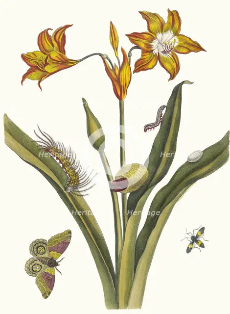 Lis Rouge. From the Book Metamorphosis insectorum Surinamensium, 1705. Creator: Merian, Maria Sibylla (1647-1717).