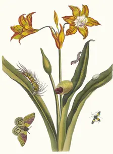 Lis Rouge. From the Book Metamorphosis insectorum Surinamensium, 1705. Creator: Merian, Maria Sibylla (1647-1717)