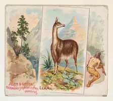 Llama, from Quadrupeds series (N41) for Allen & Ginter Cigarettes, 1890. Creator: Allen & Ginter