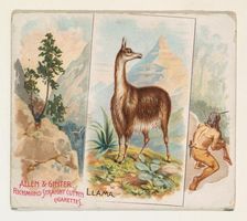 Llama, from Quadrupeds series (N41) for Allen & Ginter Cigarettes, 1890. Creator: Allen & Ginter