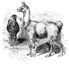 Llamas, c1880