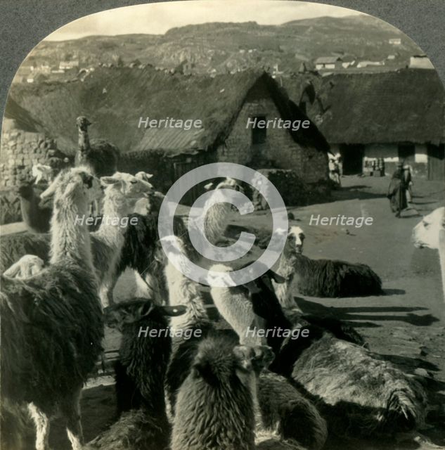 'Llamas, S. American Cousins of the Camel, Resting between Journeys, Cerro de Pasco, Peru', c1930s. Creator: Unknown.