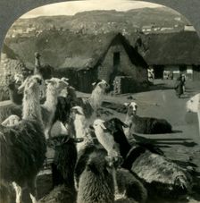 Llamas, S. American Cousins of the Camel, Resting between Journeys, Cerro de Pasco, Peru c1930s. Creator: Unknown