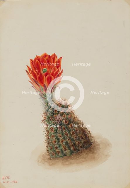 Lloyd's Strawberry Cactus (Echinocereus lloydii), 1925. Creator: Mary Vaux Walcott.