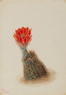 Lloyd's Strawberry Cactus (Echinocereus lloydii), 1925. Creator: Mary Vaux Walcott