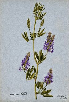 Lucerne or alfalfa plant (Medicago sativa): flowering stem, 1904. Creator: Unknown