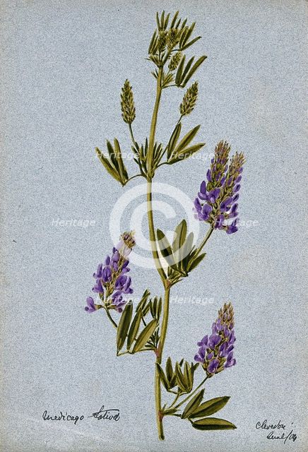 Lucerne or alfalfa plant (Medicago sativa): flowering stem, 1904. Creator: Unknown.
