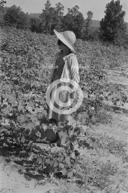 Lucille Burroughs in the cotton fields, Hale County, Alabama, 1936. Creator: Walker Evans.
