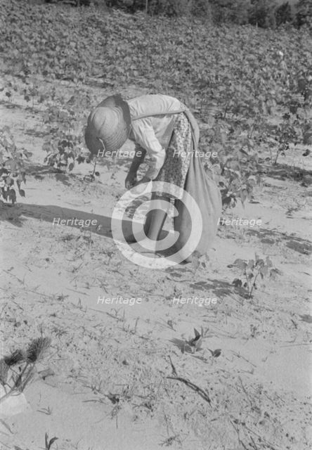 Lucille Burroughs picking cotton, Hale County, Alabama, 1936. Creator: Walker Evans.
