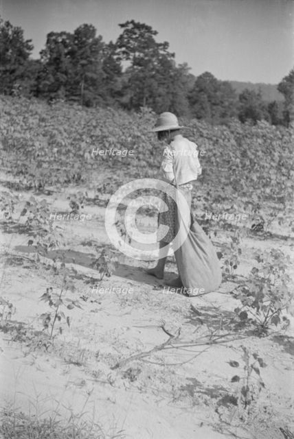 Lucille Burroughs picking cotton, Hale County, Alabama, 1936. Creator: Walker Evans.