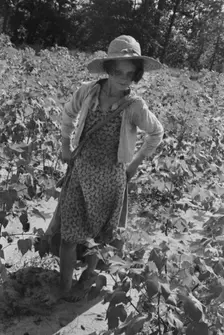 Lucille Burroughs picking cotton, Hale County, Alabama, 1936. Creator: Walker Evans