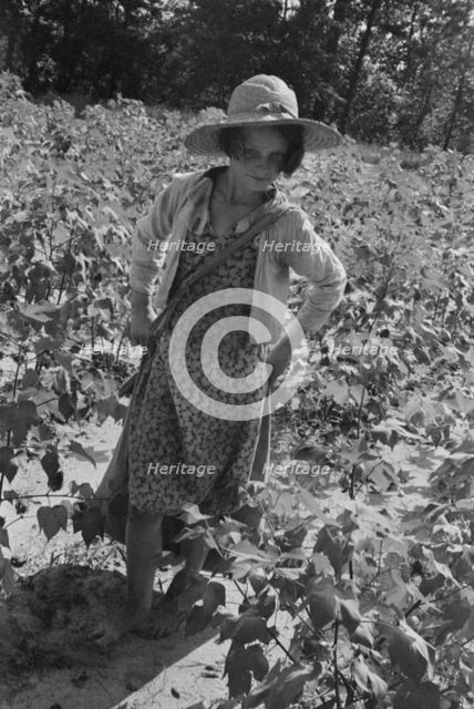 Lucille Burroughs picking cotton, Hale County, Alabama, 1936. Creator: Walker Evans.