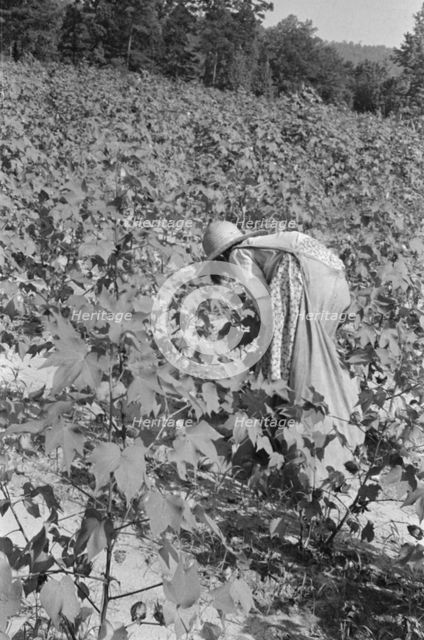 Lucille Burroughs picking cotton, Hale County, Alabama, 1936. Creator: Walker Evans.