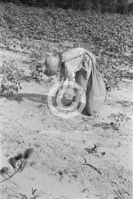 Lucille Burroughs picking cotton, Hale County, Alabama, 1936. Creator: Walker Evans.