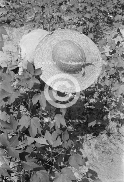 Lucille Burroughs picking cotton, Hale County, Alabama, 1936. Creator: Walker Evans.