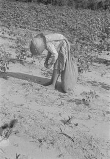 Lucille Burroughs picking cotton, Hale County, Alabama, 1936. Creator: Walker Evans