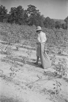 Lucille Burroughs picking cotton, Hale County, Alabama, 1936. Creator: Walker Evans