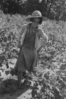 Lucille Burroughs picking cotton, Hale County, Alabama, 1936. Creator: Walker Evans