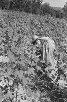 Lucille Burroughs picking cotton, Hale County, Alabama, 1936. Creator: Walker Evans