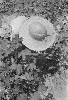 Lucille Burroughs picking cotton, Hale County, Alabama, 1936. Creator: Walker Evans
