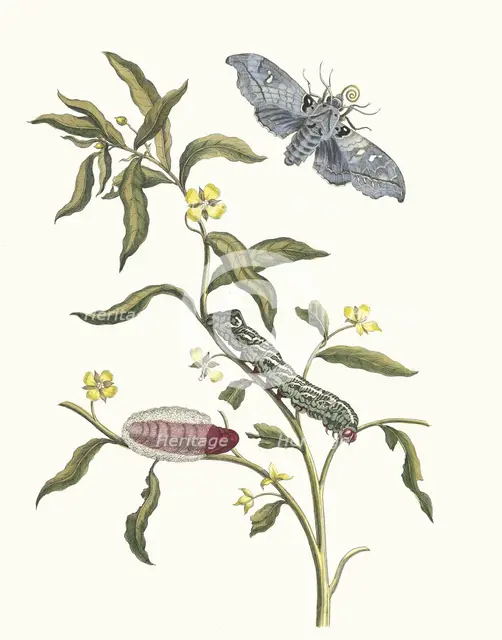 Ludwigia octovalvis. From the Book Metamorphosis insectorum Surinamensium, 1705. Creator: Merian, Maria Sibylla (1647-1717).