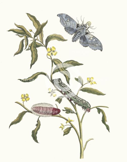 Ludwigia octovalvis. From the Book Metamorphosis insectorum Surinamensium, 1705. Creator: Merian, Maria Sibylla (1647-1717).