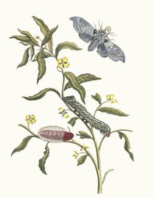 Ludwigia octovalvis. From the Book Metamorphosis insectorum Surinamensium, 1705. Creator: Merian, Maria Sibylla (1647-1717)
