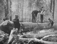 Lumbering on the Ottawa River, Canada c1897. Creator: Unknown