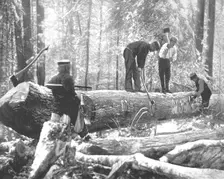 Lumbering on the Ottawa River, Canada, c1900. Creator: Unknown